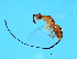  ( - NER-PHI.1-HN-1)  @13 [ ] CreativeCommons - Attribution (2008) Unspecified Centre for Biodiversity Genomics
