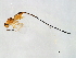  ( - HIS-PHI.PIL-HN-1)  @14 [ ] CreativeCommons - Attribution (2008) Unspecified Centre for Biodiversity Genomics