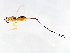  ( - HIS-PHI.PIL-HN-2)  @14 [ ] CreativeCommons - Attribution (2008) Unspecified Centre for Biodiversity Genomics