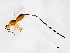  ( - HIS-PHI.PIL-HN-4)  @13 [ ] CreativeCommons - Attribution (2008) Unspecified Centre for Biodiversity Genomics