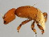  (Philotrypesis pilosa-HIS - HIS-PHI.M1-HN-5)  @14 [ ] CreativeCommons - Attribution (2008) Unspecified Centre for Biodiversity Genomics