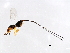  (Philotrypesis sp. 1-FIS - FIS-PHI.1-HN-3)  @14 [ ] CreativeCommons - Attribution (2008) Unspecified Centre for Biodiversity Genomics