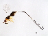  ( - FIS-PHI.1-HN-4)  @13 [ ] CreativeCommons - Attribution (2008) Unspecified Centre for Biodiversity Genomics
