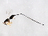  (Philotrypesis sp. 3-FIS - FIS-PHI.3-HN-1)  @14 [ ] CreativeCommons - Attribution (2008) Unspecified Centre for Biodiversity Genomics