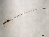  ( - AUR-SCA.1-HN-4)  @13 [ ] CreativeCommons - Attribution (2008) Unspecified Centre for Biodiversity Genomics