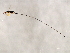  ( - AUR-SCA.1-HN-5)  @13 [ ] CreativeCommons - Attribution (2008) Unspecified Centre for Biodiversity Genomics