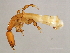  ( - AUR-M.1-HN-5)  @14 [ ] CreativeCommons - Attribution (2008) Unspecified Centre for Biodiversity Genomics