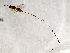  ( - AUR.F-PEU.1-HN-1)  @13 [ ] CreativeCommons - Attribution (2008) Unspecified Centre for Biodiversity Genomics