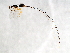  ( - AUR.F-PEU.1-HN-2)  @13 [ ] CreativeCommons - Attribution (2008) Unspecified Centre for Biodiversity Genomics