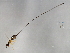  ( - VAR-SCA.1-HN-2)  @13 [ ] CreativeCommons - Attribution (2008) Unspecified Centre for Biodiversity Genomics