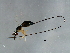  (Sycoscapter sp. 2-VAR - VAR-SCA.2-HN-5)  @14 [ ] CreativeCommons - Attribution (2008) Unspecified Centre for Biodiversity Genomics