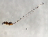  ( - VAR-PEU.1-HN-7)  @12 [ ] CreativeCommons - Attribution (2008) Unspecified Centre for Biodiversity Genomics