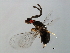  ( - SAR-WIE.1-HN-5)  @13 [ ] CreativeCommons - Attribution (2008) Unspecified Centre for Biodiversity Genomics
