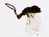  ( - SAR-WIE.1-HN-6)  @13 [ ] CreativeCommons - Attribution (2008) Unspecified Centre for Biodiversity Genomics