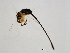  ( - HAR-SCA.1-HN-1)  @13 [ ] CreativeCommons - Attribution (2008) Unspecified Centre for Biodiversity Genomics