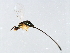  ( - HAR-SCA.1-HN-6)  @13 [ ] CreativeCommons - Attribution (2008) Unspecified Centre for Biodiversity Genomics