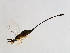  (Sycoscapter sp. 1-HAR - HAR-SCA.1-HN-9)  @14 [ ] CreativeCommons - Attribution (2008) Unspecified Centre for Biodiversity Genomics