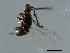  ( - TIN-LIP.GIB-HN-6)  @11 [ ] CreativeCommons - Attribution (2008) Unspecified Centre for Biodiversity Genomics