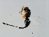  ( - TIN-PHI.JAC-HN-1)  @14 [ ] CreativeCommons - Attribution (2008) Unspecified Centre for Biodiversity Genomics