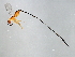 (Philotrypesis sp. 1-HIRB - HIRB-PHI.1-HN-1)  @14 [ ] CreativeCommons - Attribution (2008) Unspecified Centre for Biodiversity Genomics