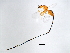  ( - HIRB-PHI.1-HN-2)  @13 [ ] CreativeCommons - Attribution (2008) Unspecified Centre for Biodiversity Genomics