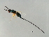  (Sycoscapter sp. 1-HIR - HIR-SCA.1-HN-2)  @14 [ ] CreativeCommons - Attribution (2008) Unspecified Centre for Biodiversity Genomics