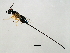  ( - HIR-SCA.1-HN-4)  @13 [ ] CreativeCommons - Attribution (2008) Unspecified Centre for Biodiversity Genomics