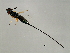  ( - HIR-SCA.1-HN-6)  @14 [ ] CreativeCommons - Attribution (2008) Unspecified Centre for Biodiversity Genomics