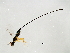  ( - HIR-SCA.2-HN-2)  @13 [ ] CreativeCommons - Attribution (2008) Unspecified Centre for Biodiversity Genomics
