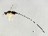  (Sycoscapter sp. 2-HIR - HIR-SCA.2-HN-8)  @14 [ ] CreativeCommons - Attribution (2008) Unspecified Centre for Biodiversity Genomics