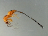  ( - HIR-PHI.1-HN-5)  @14 [ ] CreativeCommons - Attribution (2008) Unspecified Centre for Biodiversity Genomics