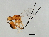  ( - HIR-PHI.1-HN-8)  @13 [ ] CreativeCommons - Attribution (2008) Unspecified Centre for Biodiversity Genomics