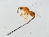  ( - HIR-PHI.1-HN-9)  @14 [ ] CreativeCommons - Attribution (2008) Unspecified Centre for Biodiversity Genomics
