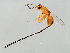  (Philotrypesis sp. 1-HIR - HIR-PHI.1-HN-10)  @14 [ ] CreativeCommons - Attribution (2008) Unspecified Centre for Biodiversity Genomics