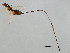  (Sycoscapter sp. 1-SEM - SEM-SCA.1-YN-3)  @14 [ ] CreativeCommons - Attribution (2008) Unspecified Centre for Biodiversity Genomics