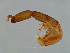  (Sycoscapter sp. 2-RAC - RAC-M.2--YN-6)  @11 [ ] CreativeCommons - Attribution (2008) Unspecified Centre for Biodiversity Genomics