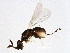  ( - PIS-WIE.1-YN-9)  @13 [ ] CreativeCommons - Attribution (2008) Unspecified Centre for Biodiversity Genomics