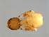  ( - PIS-M.0-YN-9)  @12 [ ] CreativeCommons - Attribution (2008) Unspecified Centre for Biodiversity Genomics