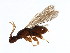  ( - ICH-BLA.1-YN-8)  @11 [ ] CreativeCommons - Attribution (2008) Unspecified Centre for Biodiversity Genomics
