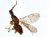  ( - ICH-BLA.1-YN-9)  @11 [ ] CreativeCommons - Attribution (2008) Unspecified Centre for Biodiversity Genomics