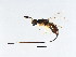  (Sycoscapter sp. 1-ICH - ICH-SCA.1-YN-5)  @14 [ ] CreativeCommons - Attribution (2008) Unspecified Centre for Biodiversity Genomics