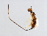  ( - CYR-SCA.1-YN-1)  @11 [ ] CreativeCommons - Attribution (2008) Unspecified Centre for Biodiversity Genomics