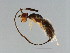  (Sycoscapter sp. 1-CYR - CYR-SCA.1-YN-6)  @11 [ ] CreativeCommons - Attribution (2008) Unspecified Centre for Biodiversity Genomics
