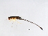  (Sycoscapter sp. 1-HET - HET-SCA.1-YN-1)  @13 [ ] CreativeCommons - Attribution (2008) Unspecified Centre for Biodiversity Genomics