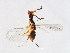  (Eupristina sp. 1-ORT - ORT-CER.1-YN-8)  @14 [ ] CreativeCommons - Attribution (2008) Unspecified Centre for Biodiversity Genomics