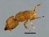  (Sycoscapter sp. 1-REL - REL-M.1-YN-4)  @14 [ ] CreativeCommons - Attribution (2008) Unspecified Centre for Biodiversity Genomics