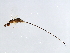  (Sycoscapter sp. 1-ESQ - ESQ-SCA.1-YN-2)  @14 [ ] CreativeCommons - Attribution (2008) Unspecified Centre for Biodiversity Genomics