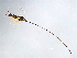  ( - ESQ-SCA.1-YN-3)  @14 [ ] CreativeCommons - Attribution (2008) Unspecified Centre for Biodiversity Genomics