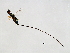  ( - ESQ-SCA.2-YN-1)  @13 [ ] CreativeCommons - Attribution (2008) Unspecified Centre for Biodiversity Genomics