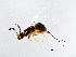  ( - DRUP-EUP.1-YN-1)  @12 [ ] CreativeCommons - Attribution (2008) Unspecified Centre for Biodiversity Genomics